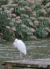 Ardea herodias occidentalis