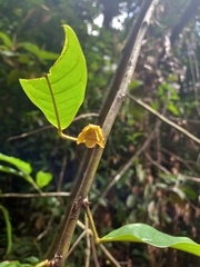 Annonaceae