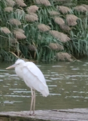Ardea herodias occidentalis