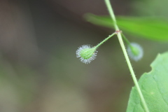 Circaea canadensis