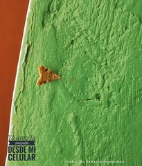 Pyraloidea
