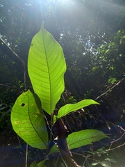 Annonaceae