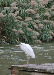 Ardea herodias occidentalis