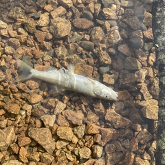 Ptychocheilus oregonensis