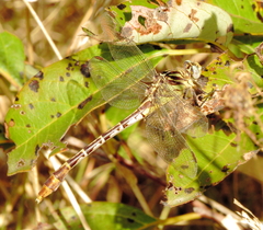 Dromogomphus spoliatus