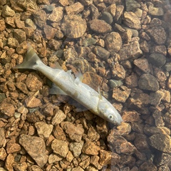 Ptychocheilus oregonensis