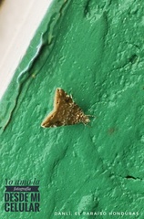 Pyraloidea