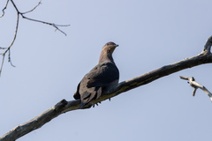 Patagioenas plumbea