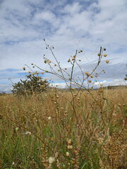 Linum lewisii