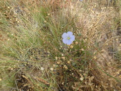 Linum lewisii