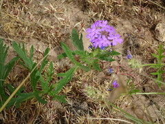Glandularia wrightii