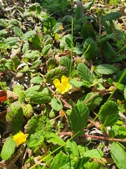 Hibbertia grossulariifolia
