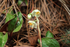 Pyrola japonica