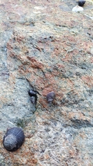 Littorina littorea