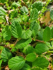 Hibbertia grossulariifolia