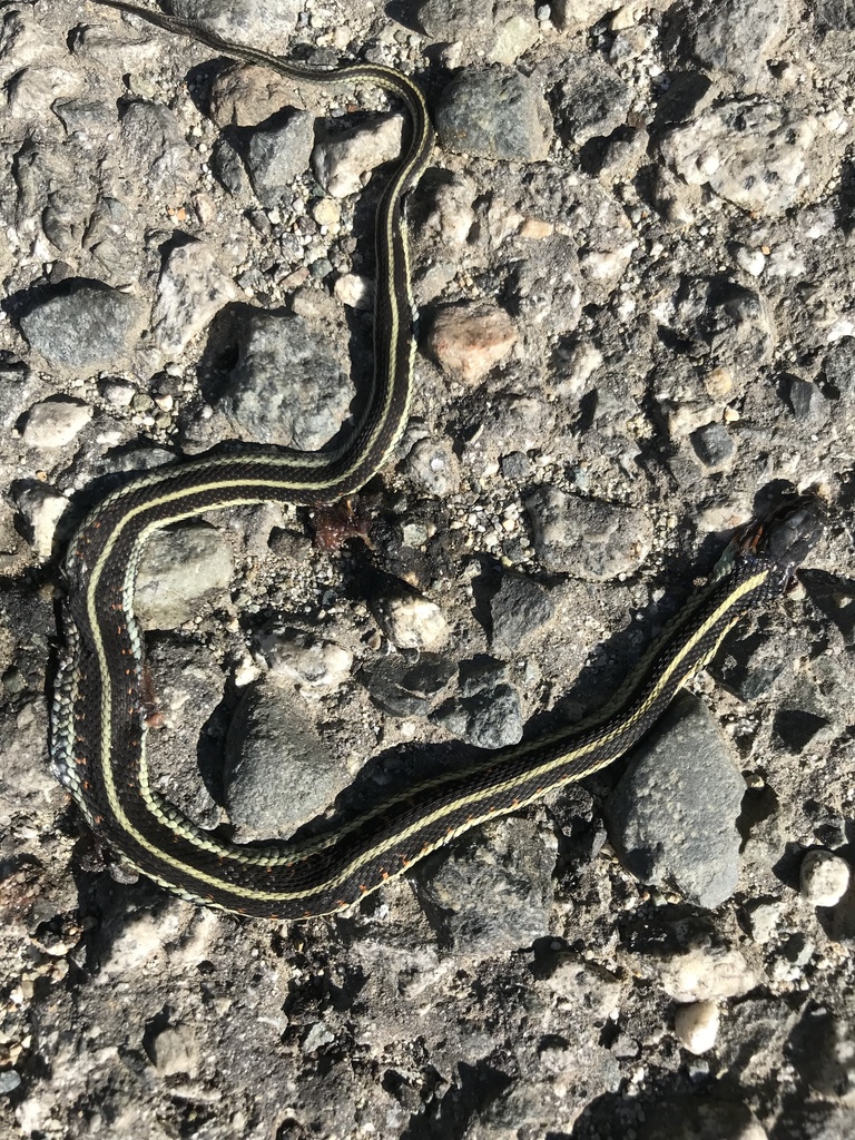 Common Garter Snake From Quadra Island, Strathcona J (Discovery Islands ...