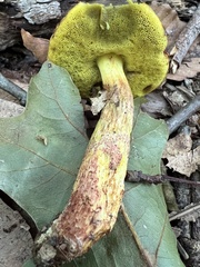 Hemileccinum rubropunctum