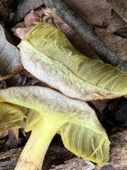 Hemileccinum rubropunctum