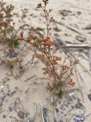 Polypremum procumbens