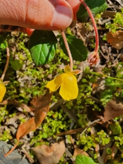 Hibbertia grossulariifolia