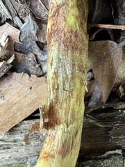 Hemileccinum rubropunctum