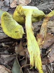 Hemileccinum rubropunctum