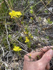 Hibbertia pustulata