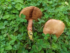 Chalciporus
