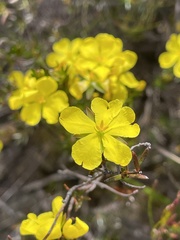 Hibbertia pustulata