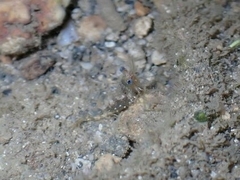 Alpheidae