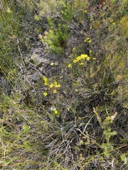 Hibbertia pustulata