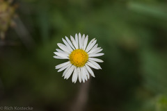 Erigeron modestus
