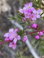 Boronia thujona