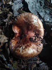Tricholoma caligatum