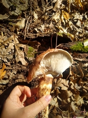 Tricholoma caligatum