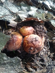 Tricholoma caligatum