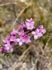 Boronia thujona
