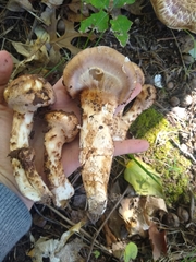 Tricholoma caligatum