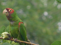 Psittacara erythrogenys