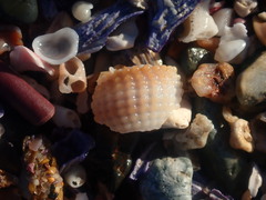 Nassarius conoidalis