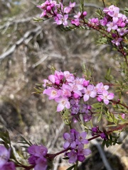 Boronia thujona
