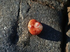 Cantharidella picturata