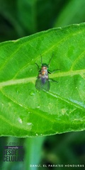 Chrysotus