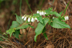 Lyonia ovalifolia