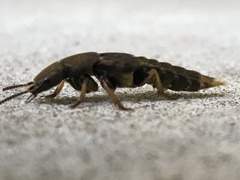 Platydracus maculosus