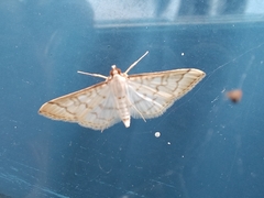 Blepharomastix ranalis