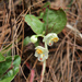 East Asian Wintergreen - Photo (c) Cheng-Tao Lin, some rights reserved (CC BY), uploaded by Cheng-Tao Lin