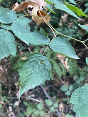 Rubus spectabilis