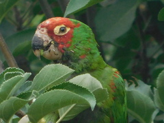 Psittacara erythrogenys