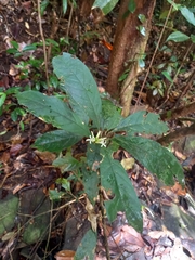 Paypayrola confertiflora